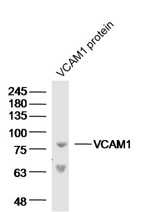 Rabbit anti-VCAM-1 Polyclonal Antibody
