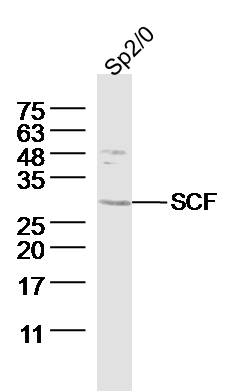 Rabbit anti-SCF Polyclonal Antibody