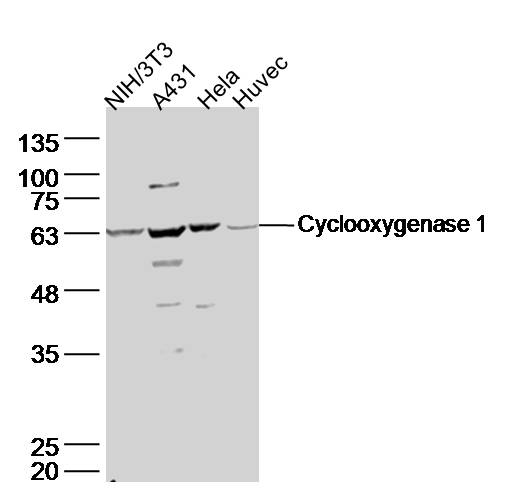 Rabbit anti-Cyclooxygenase 1 Polyclonal Antibody