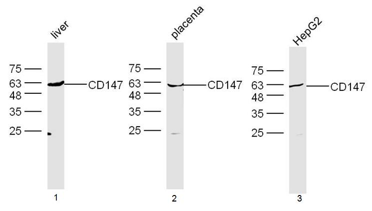 Rabbit anti-CD147 Polyclonal Antibody