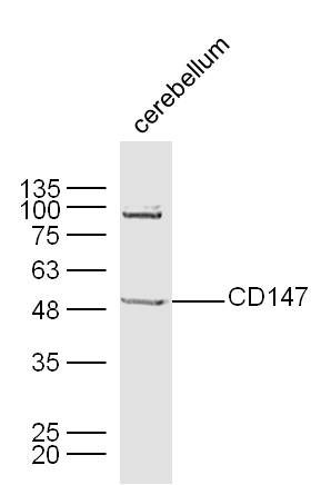 Rabbit anti-CD147 Polyclonal Antibody