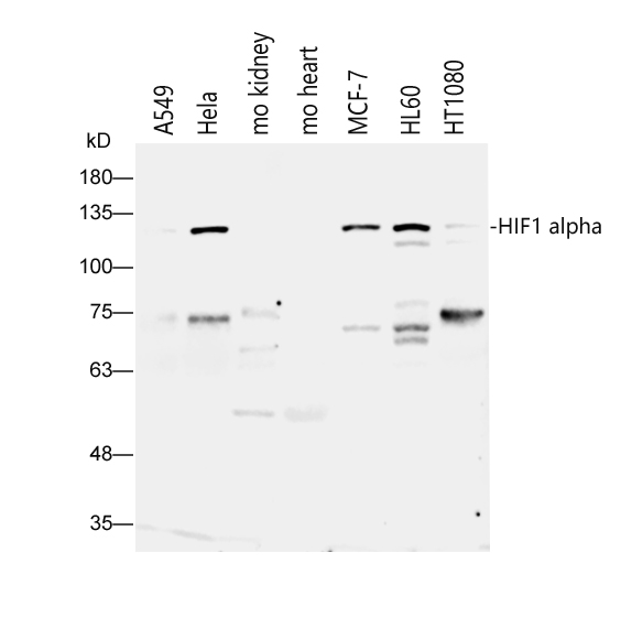 Rabbit anti-HIF-1α Polyclonal Antibody