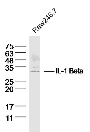 Rabbit anti-IL-1β Polyclonal Antibody