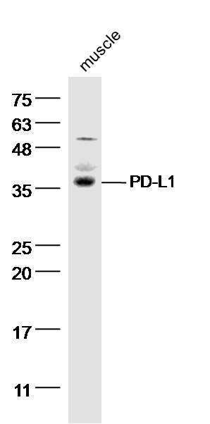 Rabbit anti-CD274 Polyclonal Antibody
