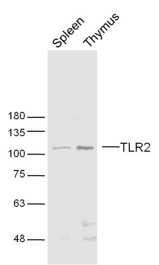 Rabbit anti-TLR2 Polyclonal Antibody