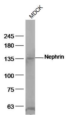 Rabbit anti-Nephrin Polyclonal Antibody