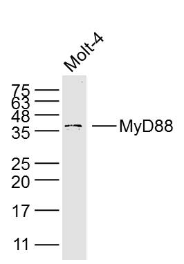 Rabbit anti-MyD88 Polyclonal Antibody