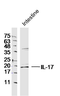 Rabbit anti-IL-17 Polyclonal Antibody