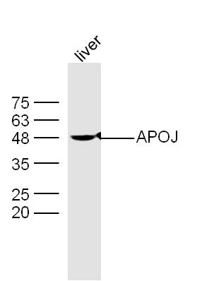 Rabbit anti-Apolipoprotein J Polyclonal Antibody