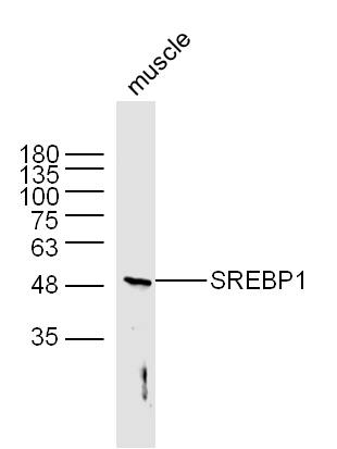 Rabbit anti-SREBP-1/2 Polyclonal Antibody