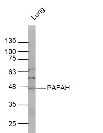Rabbit anti-Pafah Polyclonal Antibody