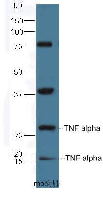 Rabbit anti-TNF α Polyclonal Antibody