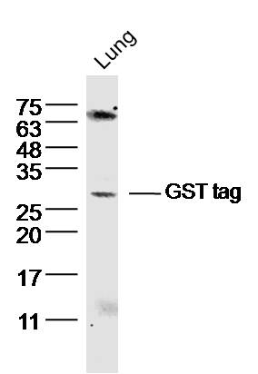 Rabbit anti-GST Tag Polyclonal Antibody