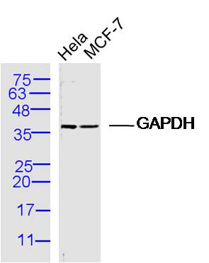 Rabbit anti-GAPDH Polyclonal Antibody