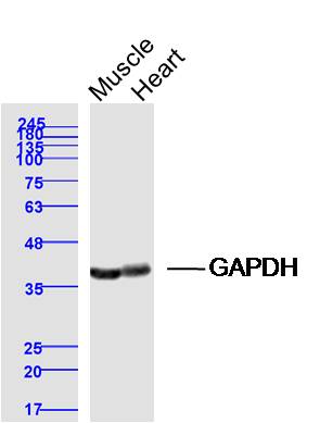Rabbit anti-GAPDH Polyclonal Antibody