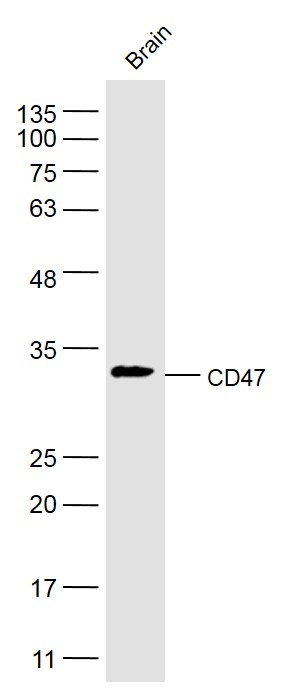 Rabbit anti-CD47 Polyclonal Antibody