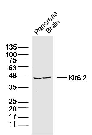 Rabbit anti-Kir6.2 Polyclonal Antibody