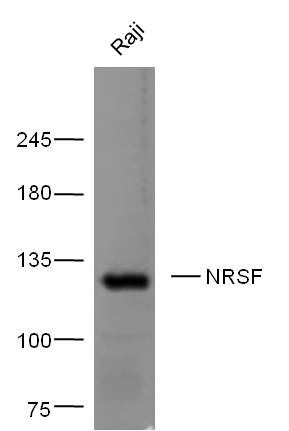 Rabbit anti-NRSF Polyclonal Antibody