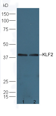 Rabbit anti-KLF2 Polyclonal Antibody