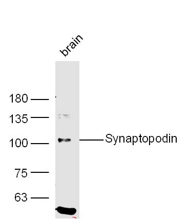 Rabbit anti-Synaptopodin Polyclonal Antibody