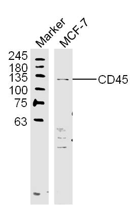 Rabbit anti-CD45 Polyclonal Antibody