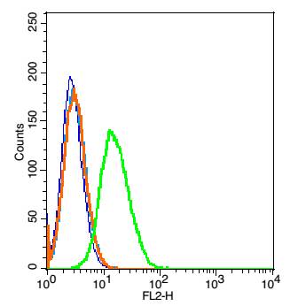 Rabbit anti-CD45 Polyclonal Antibody