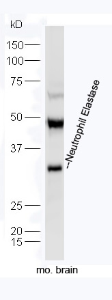 Rabbit anti-Neutrophil Elastase Polyclonal Antibody