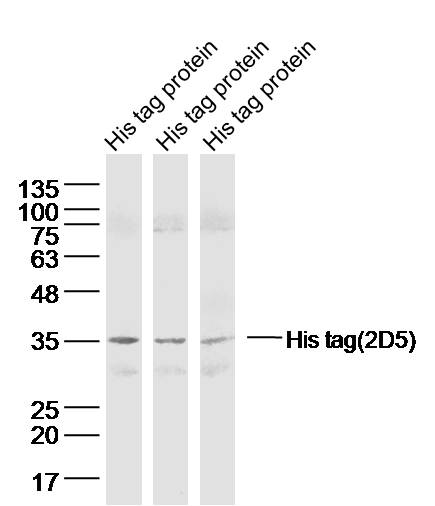 Mouse anti-His Tag(2D5) Monoclonal Antibody