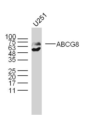 Rabbit anti-ABCG8 Polyclonal Antibody