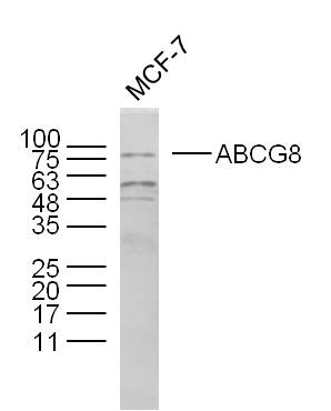 Rabbit anti-ABCG8 Polyclonal Antibody