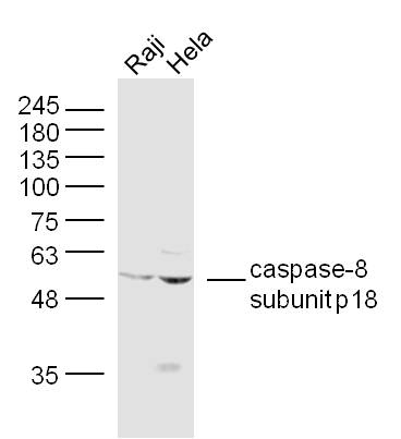 Rabbit anti-Caspase 8 Subunit p18 Polyclonal Antibody