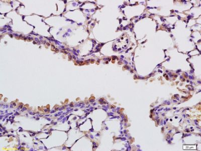 Rabbit anti-RNASE4 Polyclonal Antibody