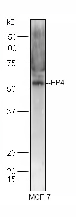 Rabbit anti-Prostaglandin E Receptor EP4 Polyclonal Antibody