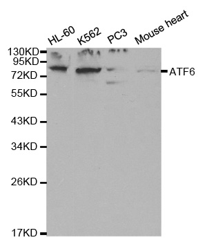 Rabbit anti-ATF6 Polyclonal Antibody