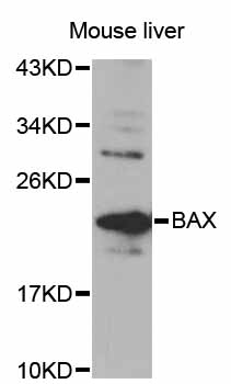 Rabbit anti-Bax Polyclonal Antibody