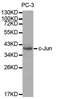 Rabbit anti-JUN Polyclonal Antibody