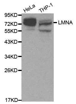 Rabbit anti-Lamin A/C Polyclonal Antibody