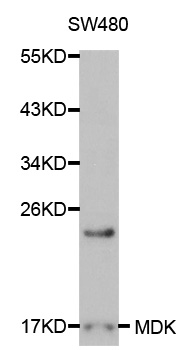 Rabbit anti-MDK Polyclonal Antibody