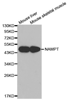 Rabbit anti-NAMPT Polyclonal Antibody