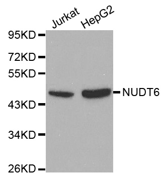 Rabbit anti-NUDT6 Polyclonal Antibody