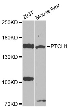 Rabbit anti-PTCH1 Polyclonal Antibody
