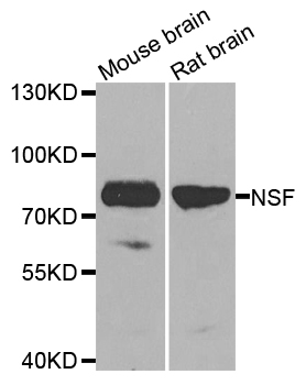 Rabbit anti-NSF Polyclonal Antibody
