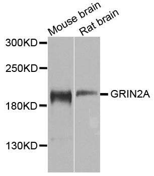 Rabbit anti-GRIN2A Polyclonal Antibody
