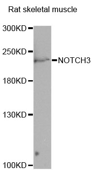 Rabbit anti-NOTCH3 Polyclonal Antibody
