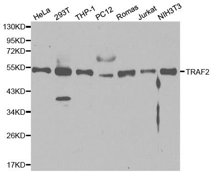 Rabbit anti-TRAF2 Polyclonal Antibody