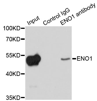 Rabbit anti-ENO1 Polyclonal Antibody