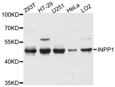 Rabbit anti-INPP1 Polyclonal Antibody