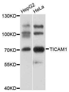 Rabbit anti-TICAM1 Polyclonal Antibody