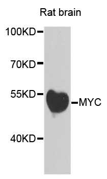 Rabbit anti-MYC Polyclonal Antibody