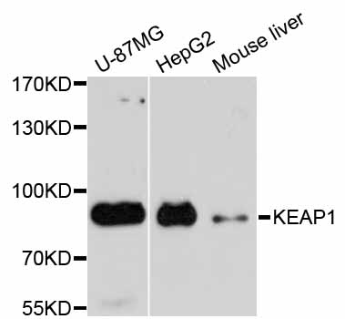 Rabbit anti-KEAP1 Polyclonal Antibody